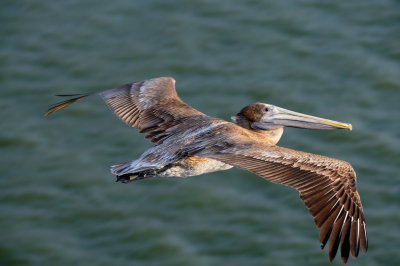 Brown Pelican 07.jpg