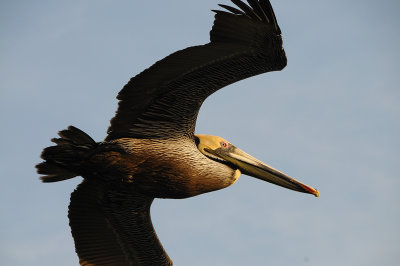 Brown Pelican 08.jpg