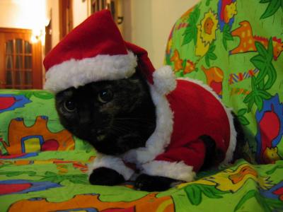 Femmine Natale 2005