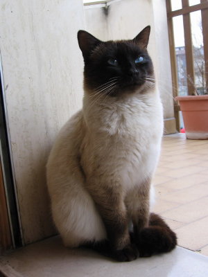 Celestino di Blucloe