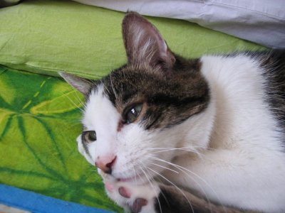 Camillo di Nephtys59
