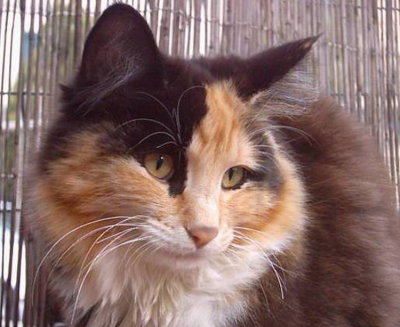 Fiamma di Monica