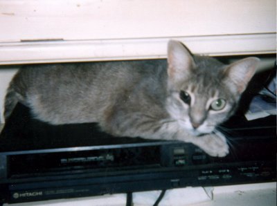 Bonnie di Garfield