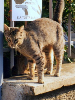 Duende di Garfield