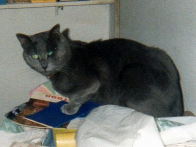 Galahad di Garfield