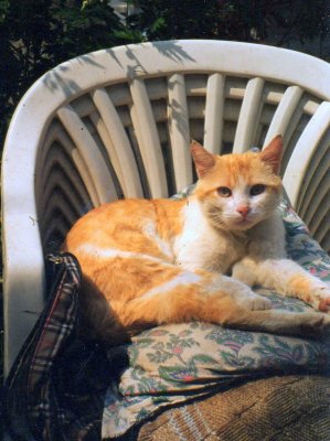 Messner di Garfield
