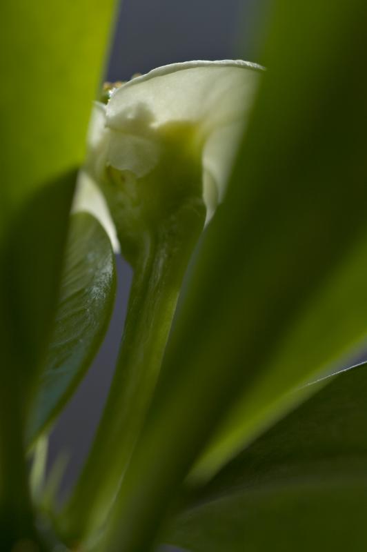 Euphoric euphorbia
