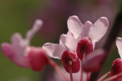 Redbuds