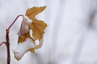 Just a leaf