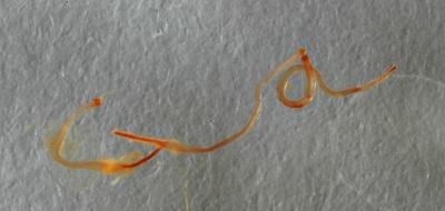 Camallanus Sp