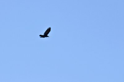 CRW_0207.jpg