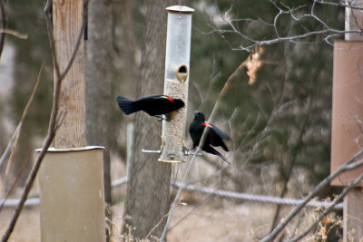 CRW_1316.jpg