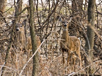 White-tailed Deer