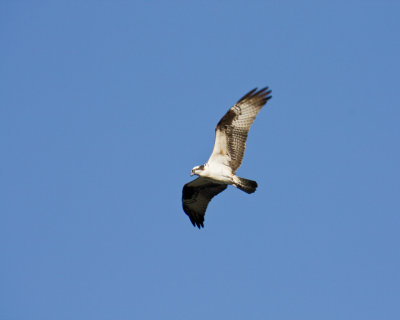 Osprey