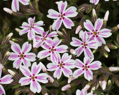 Candystripe Phlox