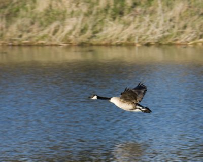 Canadian Goose
