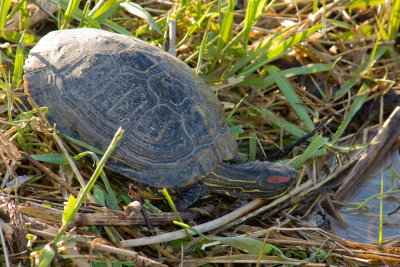 Painted Turtle