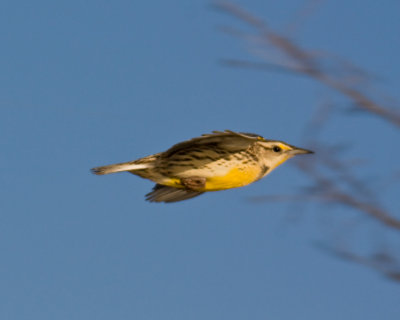 Meadowlark
