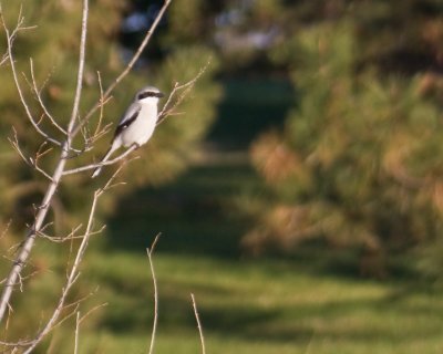 Shrike