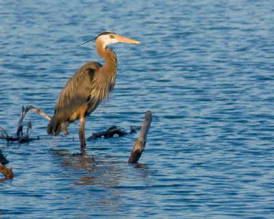 Great Blue Heron