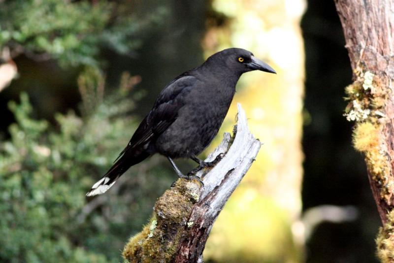 Black Currawong