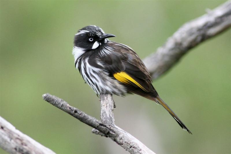 New Holland Honeyeater