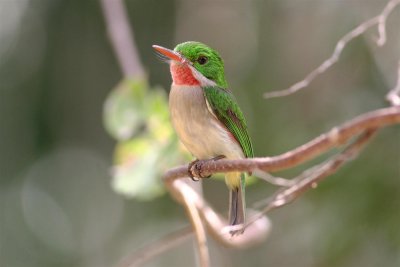 Broad-billed Tody