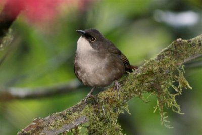 Eastern Chat-Tanager