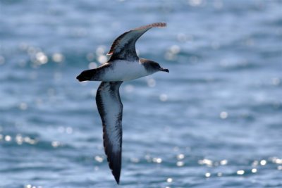 Pink-footed Shearwater