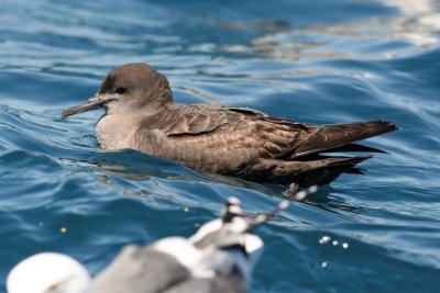 Shearwater sp.