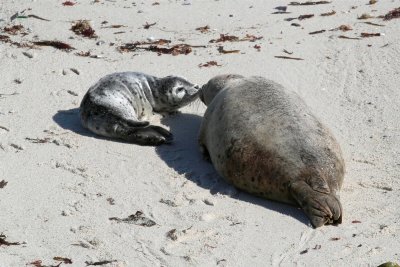 Harbour Seal