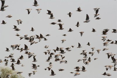 Flock Bronzewings