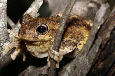 Peron's Tree Frog