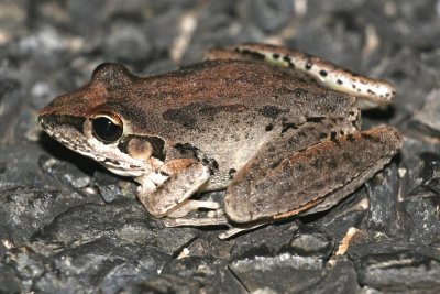 Broad-palmed Frog