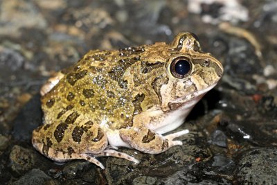 Marsh Frogs (Limnodynastidae)