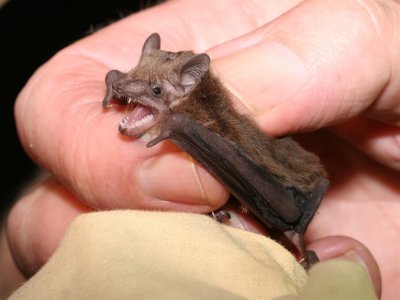 Broad-nosed Bat sp.