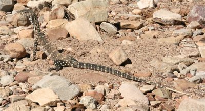 Perentie