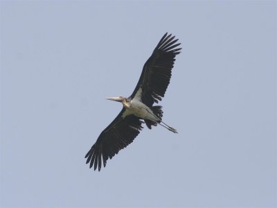 g3/13/469313/3/122941796.pq4NX6LN.jpg