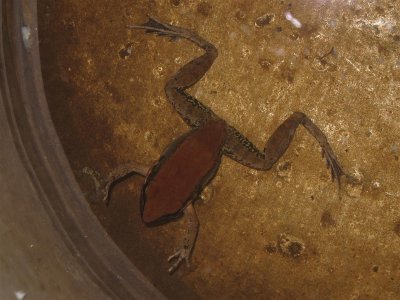 Cambodian wildlife