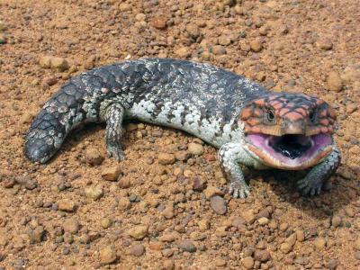 Australian reptiles