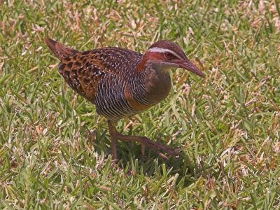 Buff-banded Rail