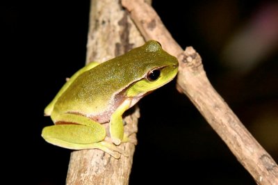 Leaf-green Tree Frog
