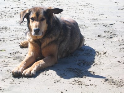 2009 Oregon Coast Road Trip