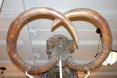 Wooly Mammoth at the Museum of Natural History