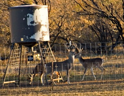 Bucks Face Off