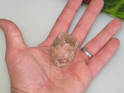 Fossil 3.jpg