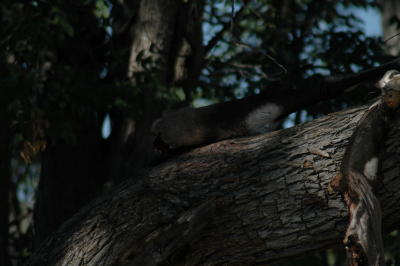 DSC_0735orig.JPG