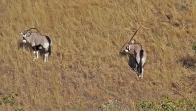 gemsbok.jpg