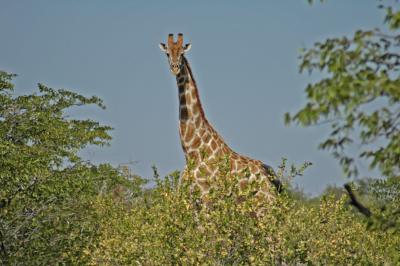 giraffeedit.jpg