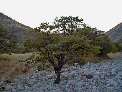 Tree in the Riverbed